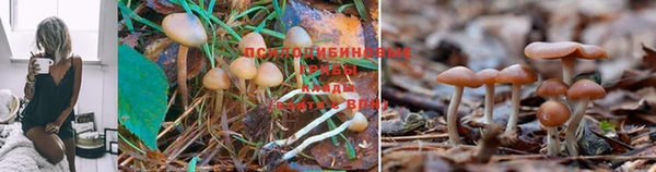 дурь Беломорск