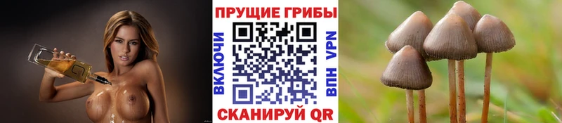 Галлюциногенные грибы Cubensis  Купить закладки  Долгопрудный 